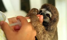 Baby Sloths at Slothville in Costa Rica