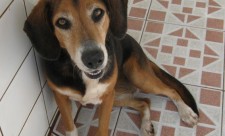 AHPPA Refugio Animal Shelter Costa Rica