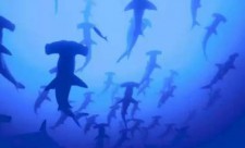 Shark Sanctuary Costa Rica