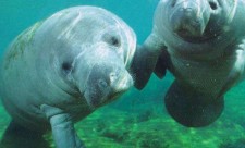 Manatees in Costa RIca