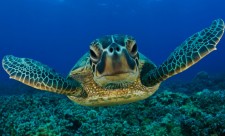 Sea Turtle Costa Rica