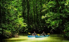 Golfo Dulce kayak tour in mangroves