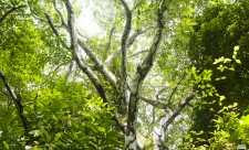 Tree in the forest