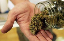 Medical Marijuana