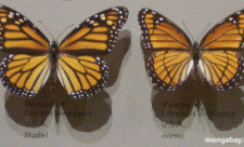 Butterfly mimics Monarch on left and Viceroy on right