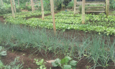 Finca Luna Nueva Lodge Slow Food