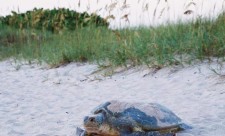 Green Sea Turtle Costa Rica