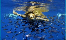 Sea turtle off Costa Rica's southern Pacific Coast