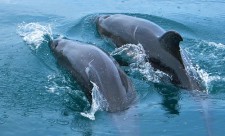 Dolphins breaching the surface