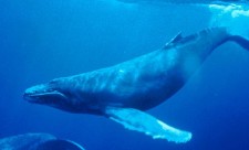 Humpback Whales Costa Rica