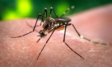 Zika Virus