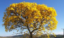 Photography Contest Costa Rica Trees