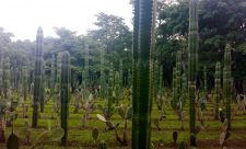 La Senda Costa Rica Labyrinth