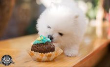 Pet Friendly Restaurants Costa Rica