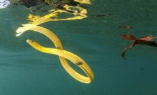 Costa Rica Sea Snakes