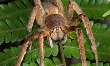 Costa Rica Spiders