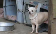 Costa Rica dog breeding centers