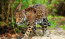 Costa Rica Felines