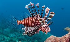Lionfish fishing Costa Rica