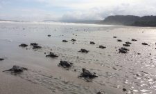 Costa Rica Volunteer Programs Sea Turtles