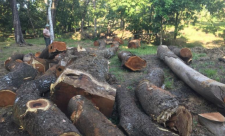 Costa Rica Illegal Logging