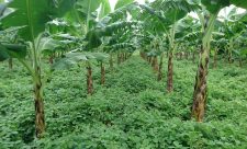 Banana Production Costa Rica