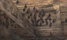 Bats Costa Rica