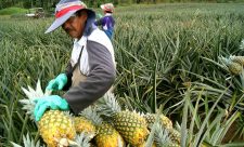 Costa Rica Pineapple Environment