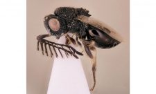 Parasite Wasp Costa RIca