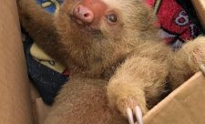Rescued Baby Sloth Costa Rica