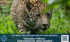 Costa Rica Wildlife