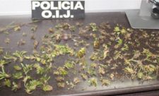 Europeans Arrested Orchids Costa Rica