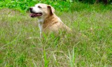 Save Pets Life Poisoning
