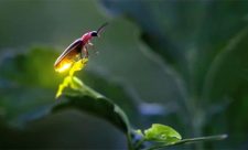 Fireflies tour in costa rica