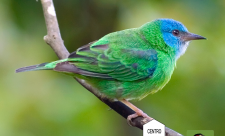 Birdwatchers Costa Rica