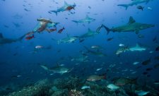 Galapagos Coco Expedition