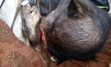 Illegal Hunting Guanacaste