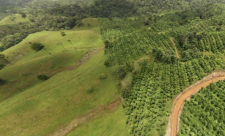 Forrest, Trees, Nature, Costa Rica