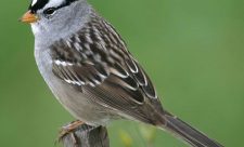 Costa Rica White-crowned Sparrow