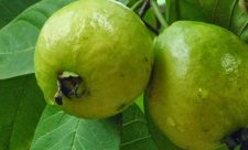 Costa Rica Fruits