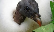 King Vulture Costa Rica