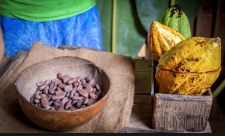 Chocolate cultivation , Costa Rica, Cacao