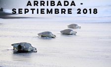 Costa Rica Sea Turtles