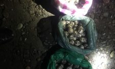 Costa Rica Environmental Crimes
