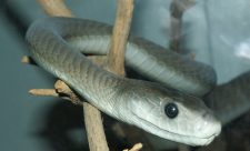 Costa Rica Snakebite Antivenom