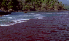 Red Tide, Costa Rica