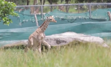 Costa RIca Giraffes
