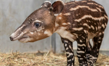 Tapir, Costa Rica