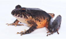 Frogs in Costa Rica