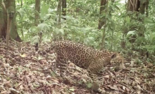 Animals in costa rica, Covid 19